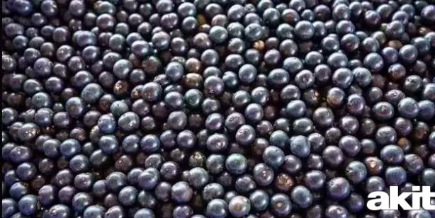 Foto - Acai üzümünün acaip faydaları! Bulunması çok zordu, şimdi Türkiye'de! Her derde deva bitki