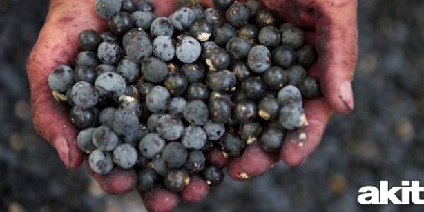 Acai üzümünün acaip faydaları! Bulunması çok zordu, şimdi Türkiye'de! Her derde deva bitki