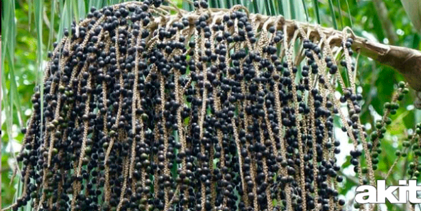 Foto - Acai üzümünün acaip faydaları! Bulunması çok zordu, şimdi Türkiye'de! Her derde deva bitki