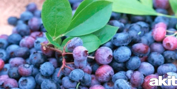 Foto - Acai üzümünün acaip faydaları! Bulunması çok zordu, şimdi Türkiye'de! Her derde deva bitki