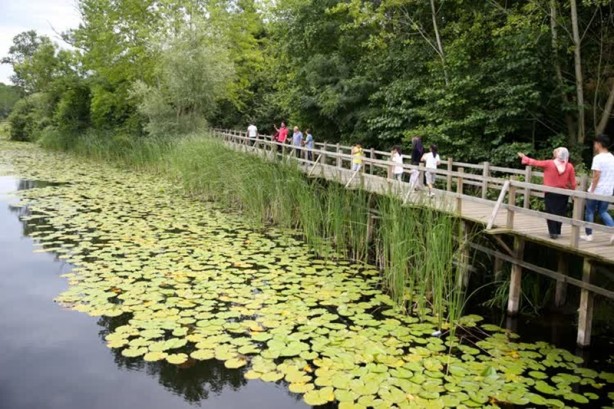 Foto - Acarlar Longozu beyaz nilüferleriyle ziyaretçilerini büyülüyor