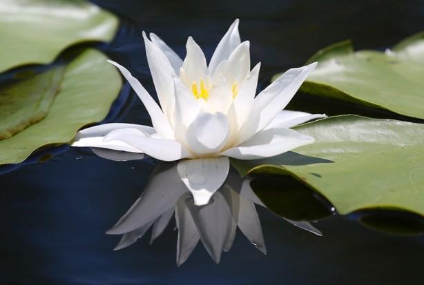 Foto - Acarlar Longozu beyaz nilüferleriyle ziyaretçilerini büyülüyor