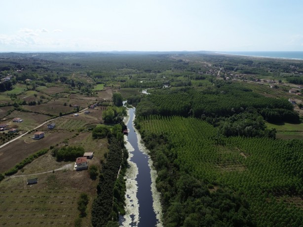 Foto - Acarlar Longozu beyaz nilüferleriyle ziyaretçilerini büyülüyor