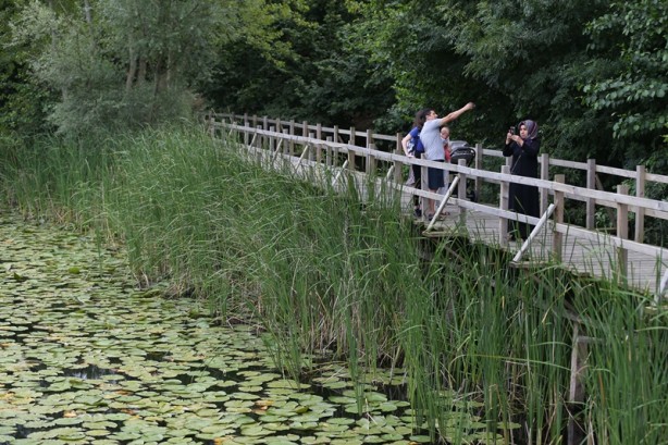 Foto - Acarlar Longozu beyaz nilüferleriyle ziyaretçilerini büyülüyor
