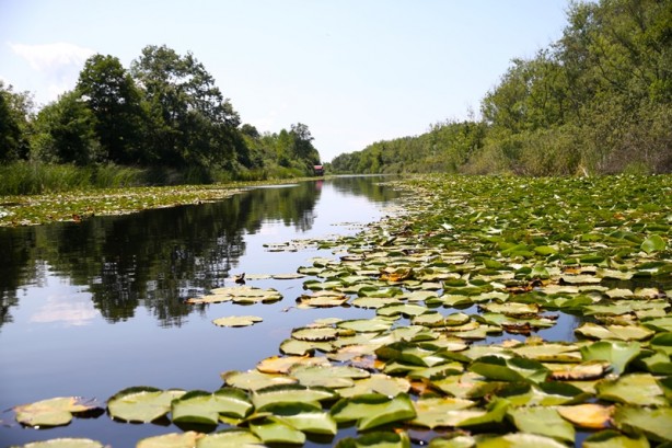 Foto - Acarlar Longozu beyaz nilüferleriyle ziyaretçilerini büyülüyor