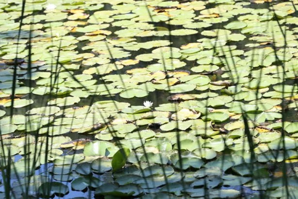 Foto - Acarlar Longozu beyaz nilüferleriyle ziyaretçilerini büyülüyor