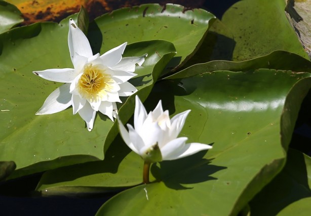 Foto - Acarlar Longozu beyaz nilüferleriyle ziyaretçilerini büyülüyor