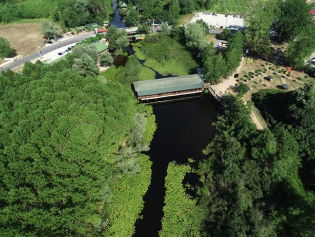 Foto - Acarlar Longozu beyaz nilüferleriyle ziyaretçilerini büyülüyor