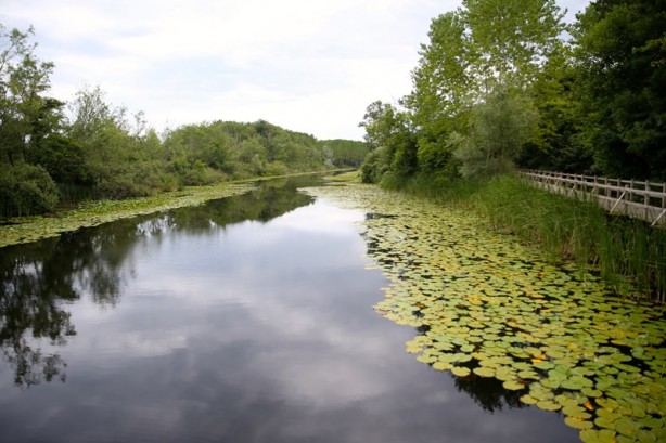 Foto - Acarlar Longozu beyaz nilüferleriyle ziyaretçilerini büyülüyor
