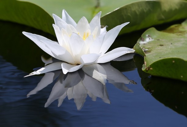 Foto - Acarlar Longozu beyaz nilüferleriyle ziyaretçilerini büyülüyor