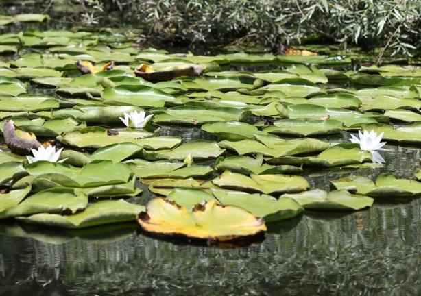 Foto - Acarlar Longozu beyaz nilüferleriyle ziyaretçilerini büyülüyor
