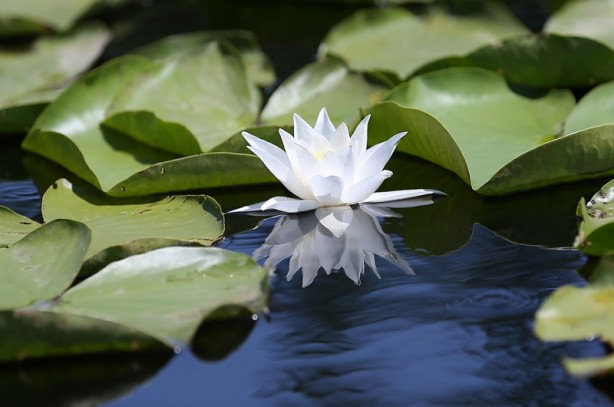 Foto - Acarlar Longozu beyaz nilüferleriyle ziyaretçilerini büyülüyor