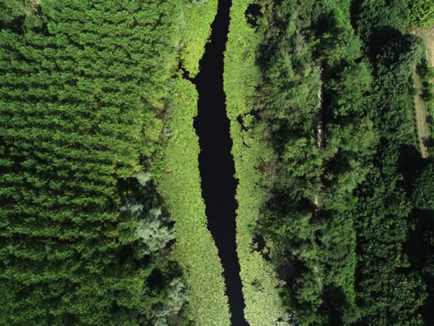 Foto - Acarlar Longozu beyaz nilüferleriyle ziyaretçilerini büyülüyor