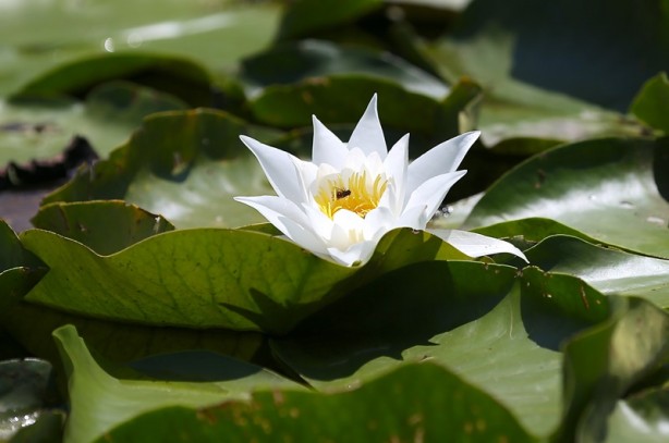 Foto - Acarlar Longozu beyaz nilüferleriyle ziyaretçilerini büyülüyor