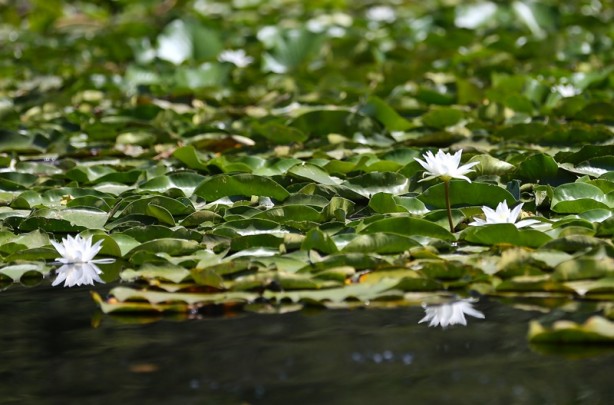 Foto - Acarlar Longozu beyaz nilüferleriyle ziyaretçilerini büyülüyor