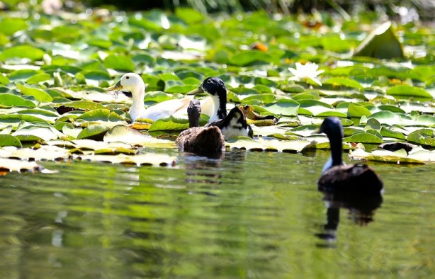 Foto - Acarlar Longozu beyaz nilüferleriyle ziyaretçilerini büyülüyor