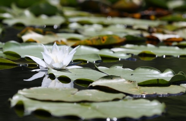 Foto - Acarlar Longozu beyaz nilüferleriyle ziyaretçilerini büyülüyor