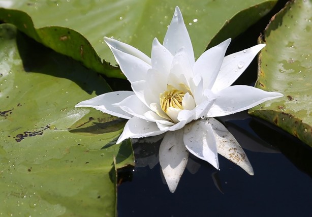 Foto - Acarlar Longozu beyaz nilüferleriyle ziyaretçilerini büyülüyor