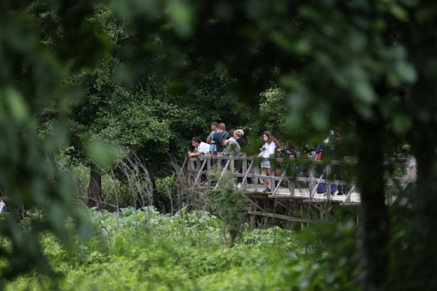 Foto - Acarlar Longozu beyaz nilüferleriyle ziyaretçilerini büyülüyor