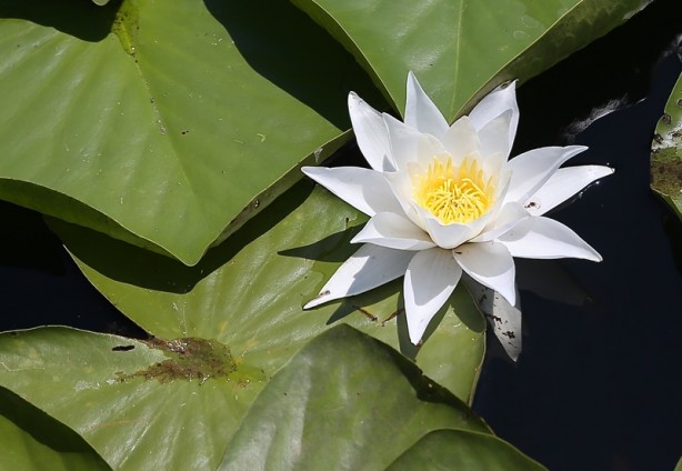 Foto - Acarlar Longozu beyaz nilüferleriyle ziyaretçilerini büyülüyor