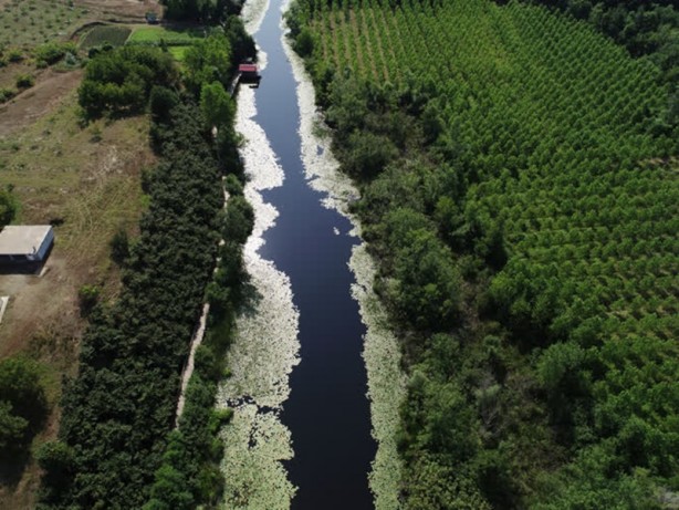 Foto - Acarlar Longozu beyaz nilüferleriyle ziyaretçilerini büyülüyor