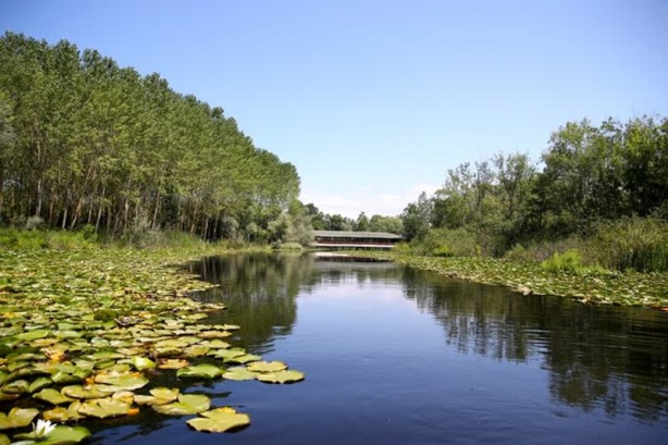 Foto - Acarlar Longozu beyaz nilüferleriyle ziyaretçilerini büyülüyor