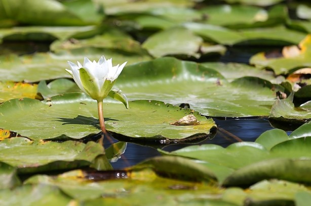 Foto - Acarlar Longozu beyaz nilüferleriyle ziyaretçilerini büyülüyor