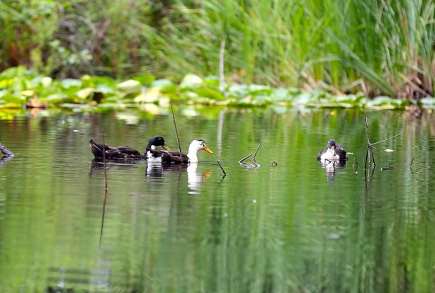 Foto - Acarlar Longozu beyaz nilüferleriyle ziyaretçilerini büyülüyor