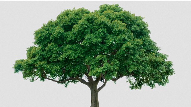 Foto - Acbü'z-zeneb kemiği tüm canlılarda var mıdır? Acbü'z-zeneb kemiği nedir?