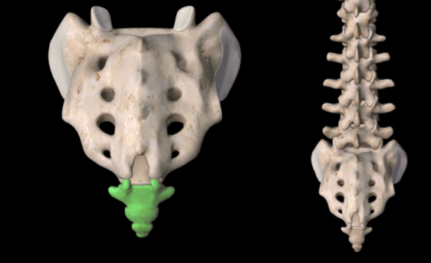 Foto - Acbü'z-zeneb kemiği tüm canlılarda var mıdır? Acbü'z-zeneb kemiği nedir?