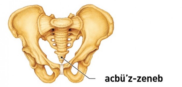 Acbü'z-zeneb kemiği tüm canlılarda var mıdır? Acbü'z-zeneb kemiği nedir?