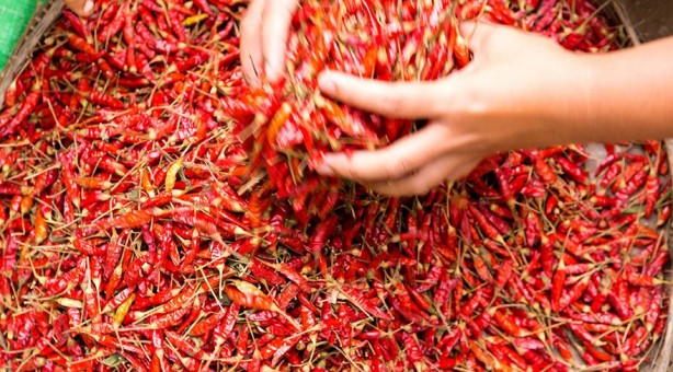 Foto - Acı biber düzenli tüketildiğinde sağlığa önemli katkılar sağlıyor.