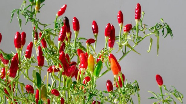 Foto - Acı biberi böyle tüketenler dikkat! Aman sağlığınızdan olmayın