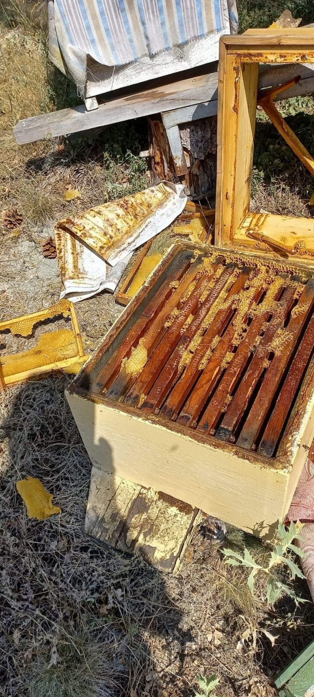 Foto - Acıkan ayı arı kovanlarını parçaladı