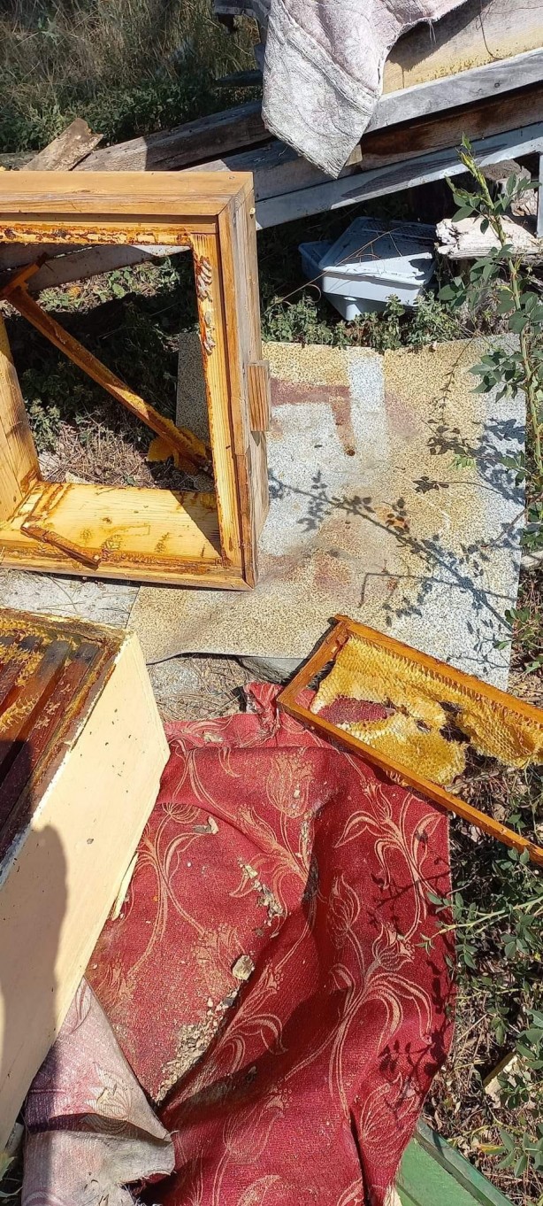 Acıkan ayı arı kovanlarını parçaladı