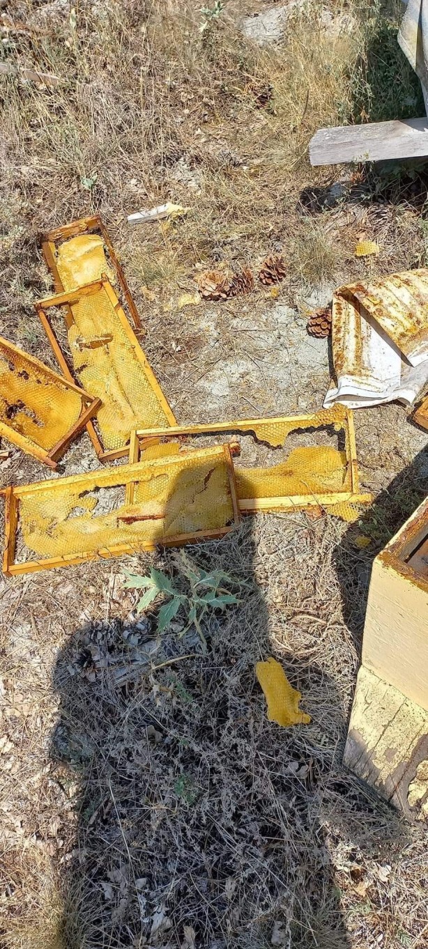 Foto - Acıkan ayı arı kovanlarını parçaladı