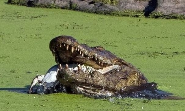 Foto - Acıkan timsah bakın yavrusuna ne yaptı...