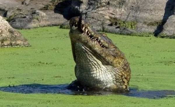 Foto - Acıkan timsah bakın yavrusuna ne yaptı...