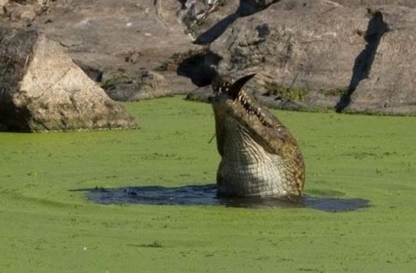 Foto - Acıkan timsah bakın yavrusuna ne yaptı...