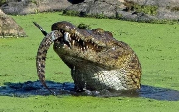 Foto - Acıkan timsah bakın yavrusuna ne yaptı...