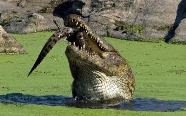 Foto - Acıkan timsah bakın yavrusuna ne yaptı...