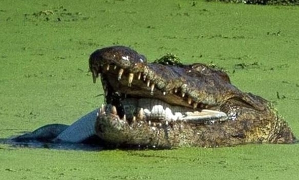 Foto - Acıkan timsah bakın yavrusuna ne yaptı...