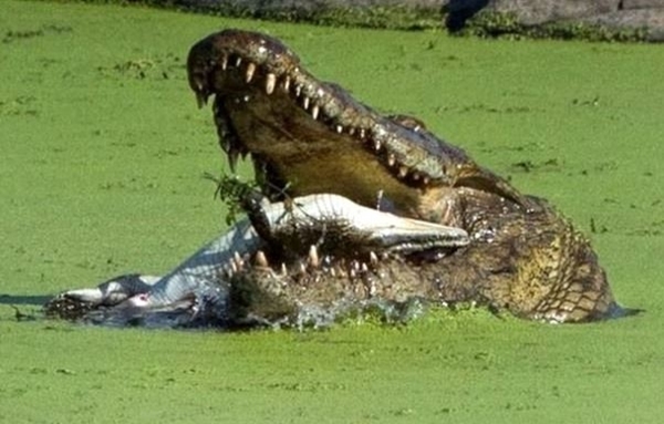 Acıkan timsah bakın yavrusuna ne yaptı...