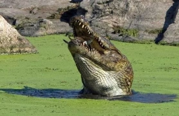 Foto - Acıkan timsah bakın yavrusuna ne yaptı...