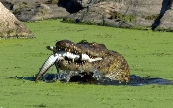 Foto - Acıkan timsah bakın yavrusuna ne yaptı...