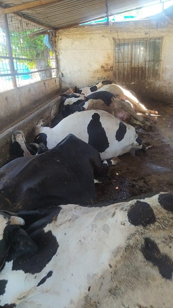 Foto - Acısını anlatmak çok zor! Hepsi telef oldu