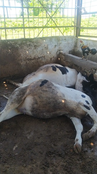 Foto - Acısını anlatmak çok zor! Hepsi telef oldu