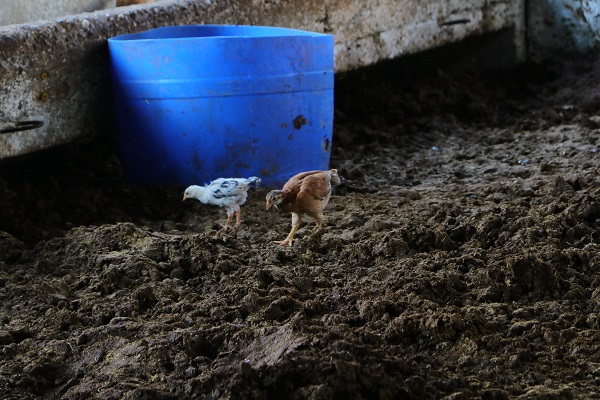 Foto - Acısını anlatmak çok zor! Hepsi telef oldu