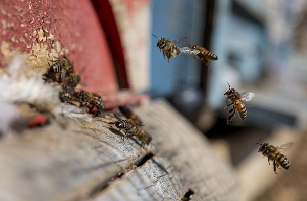 Foto - "Açlık" sorununa arılar çözüm olacak