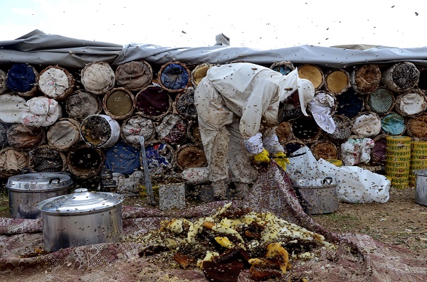 Foto - "Açlık" sorununa arılar çözüm olacak